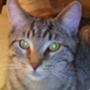 Meet your Posher, Steven